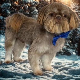 Shih Tzu All Grown Up from My Little Shih Tzu Dreams