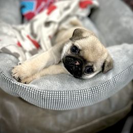 Pug Puppies from Triptych Kennels