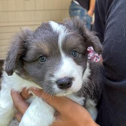 Boy 1 - Blue male Pembroke Welsh Corgi puppy in Wichita, Kansas from Little Creek Corgis