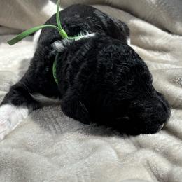 Cypress - Green Collar - Black male Poodle puppy in Monroe, North Carolina from The Klepper Homestead