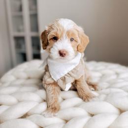 Swan - 12 Days of Christmas - Apricot male Goldendoodle puppy in Syracuse, Indiana from The Doodle Cove