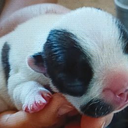 Girl 2 - Brindle and white French Bulldog puppy in Colorado from Imperial Frenchies of Colorado
