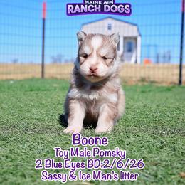 Boone on Breeder HOLD - Red and white male Pomsky puppy in Humeston, Iowa from M.A.R. Dogs
