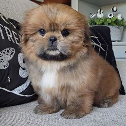 Red Female #1 - Red female Shih Tzu puppy in Middle Grove, New York from Beirin Breige Shih Tzus