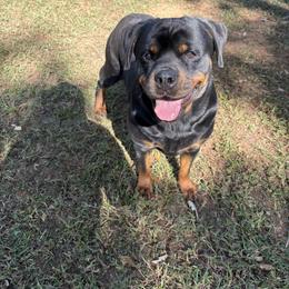 GOA - Rottweiler