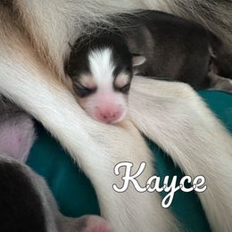 Pomsky Puppies from Proper Rose Pomskies