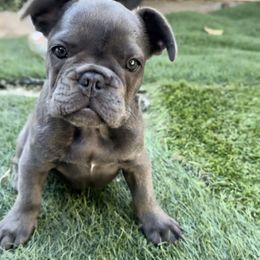Pea - Blue French Bulldog puppy in Tracy, California from EST Kennels