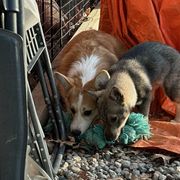 Pembroke Welsh Corgi and Swedish Vallhund Puppies from Denise Hawkins' Corgis