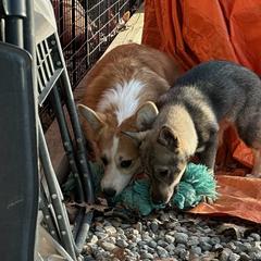 Pembroke Welsh Corgi and Swedish Vallhund Puppies from Denise Hawkins' Corgis