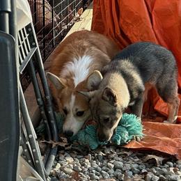 Pembroke Welsh Corgi and Swedish Vallhund Puppies from Denise Hawkins' Corgis