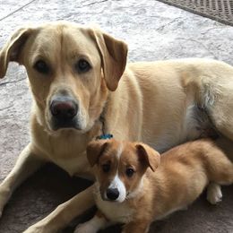 Pembroke Welsh Corgis from Ginger Sky Corgi Ranch