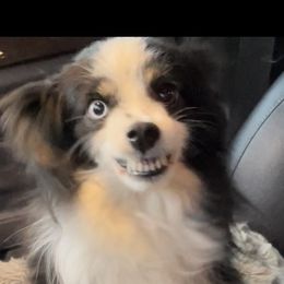 Missy - Toy Australian Shepherd