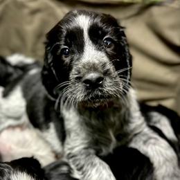 Lion - Black and white male English Springer Spaniel puppy in Chapmansboro, Tennessee from Balthrop Bend Farms