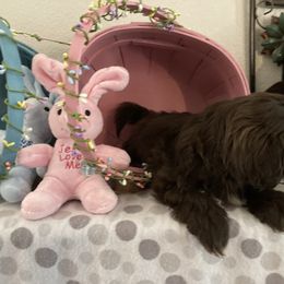 Shih Tzu Puppies from Little Lions West
