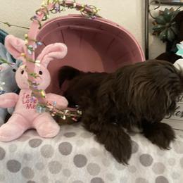 Shih Tzu Puppies from Little Lions West