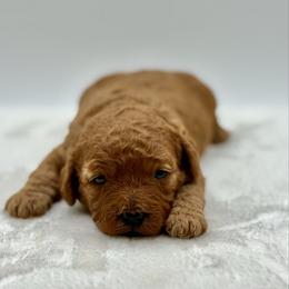 Boy 1 - Red male Cavapoo puppy in La Vernia, Texas from Texas Teddy Bears