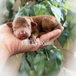 Male 2 - Red  male Poodle puppy in Fresno, California from Bell’s Poodles Of California