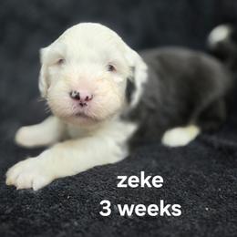 Zeke - Gray and white male Old English Sheepdog puppy in Sutherlin, Oregon from Sapphire Eyes Sheepdogs