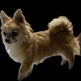 Chief - Chihuahua