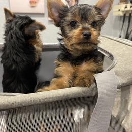 Yorkshire Terrier Puppies from Blissful_Yorkies