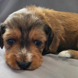Boyd - Chocolate male Assorted Doodle Crosses puppy in Blackfoot, Idaho from Lucky Pup Meadows