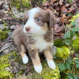 Jane - Red tri-color female Australian Shepherd puppy in Grants Pass, Oregon from Carmel Mountain Aussies
