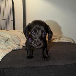 Empress - Black female Dachshund puppy in Los Angeles, California from Dachshunds of the Desert