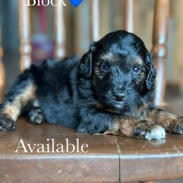 Block - Black phantom male Aussiedoodle puppy in Lancaster, Minnesota from Finney Ranch