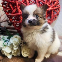 Noel - White female Companion Cross puppy in Davenport, Washington from Lovely Ladies and Little Asses Miniature Equines (L3A Pomeranians & Papillons)