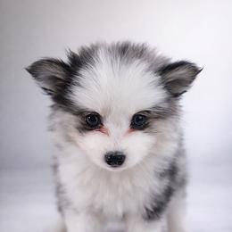 Sable - Merle female Pomsky puppy in Miamisburg, Ohio from Kayla M Smith