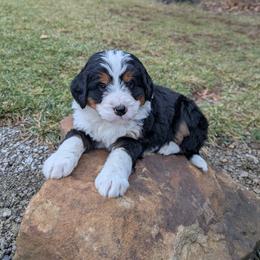 Max - Tri-color male Bernedoodle puppy in Beach City, Ohio from Blue Cloud Doodles