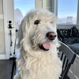 Harley - Goldendoodle
