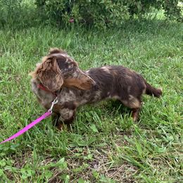 Sophie  - Dachshund