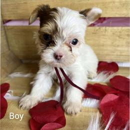 Yorkshire Terrier Puppies from Kruz Kennels