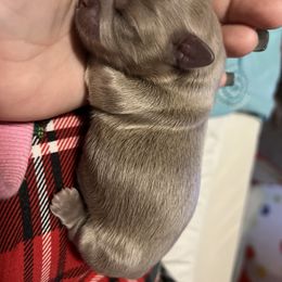 Shih Tzu Puppies from P&B Tzu Tribe