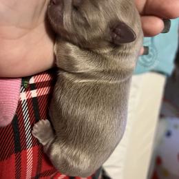 Shih Tzu Puppies from P&B Tzu Tribe