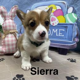 Sierra - Red female Pembroke Welsh Corgi puppy in Apison, Tennessee from Ashmore Corgis