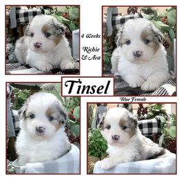 "Past litter" Australian Shepherd Puppies from Cedar Hill Australian Shepherds