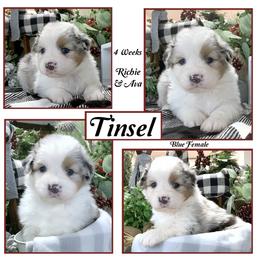 "Past litter" Australian Shepherd Puppies from Cedar Hill Australian Shepherds