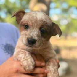 Chunky stout male with half mask - Red speckled male Australian Cattle Dog puppy in Scurry, Texas from RedHorizon AKC Australian Cattle Dogs (Heelers)