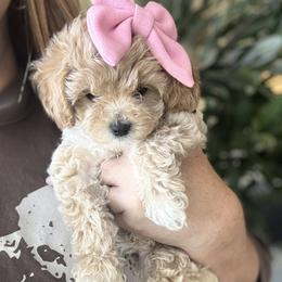 Tinkerbell - Apricot female Cavapoo puppy in Mckinney, Texas from Doodles of North Tx