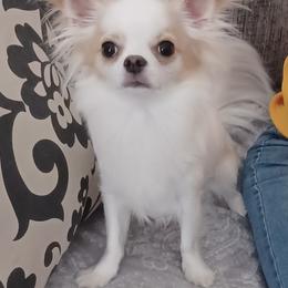 Chihuahua All Grown Up from Sugar Cookie Chihuahuas