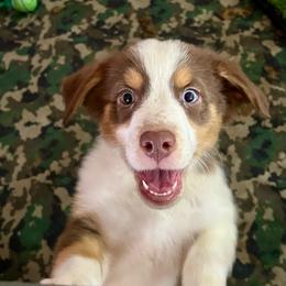 Fox - Red tri-color male Australian Shepherd puppy in Alamogordo, New Mexico from Two Nichols Aussies