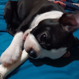 Boston Terrier Puppies from Karen Biscardi Kayros