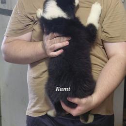 KAMI - Black tri-color female Australian Shepherd puppy in Elk Creek, Missouri from Hearts on Fire Australian Shepherds