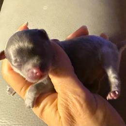 Barkley - Blue and tan male Chihuahua puppy in Summerfield, Florida from Uey’s Chihuahuas