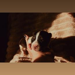 Boo - Black and tan male Pembroke Welsh Corgi puppy in La Porte City, Iowa from Cedar River Corgis