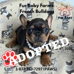 Merry - Tricolors female French Bulldog puppy in Michigan from Fur Baby Farms