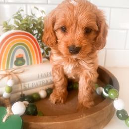 Sandy - Cream male Cavapoo puppy in Tolleson, Arizona from Pixie Dust Cavaliers