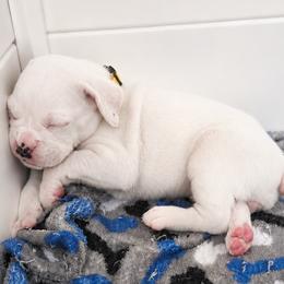 Girl 1 - White female Boxer puppy in Howey In The Hills, Florida from Bayla Belle & Blossom's Boxers